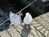Hausboot Fehmarn Südstrand - LILLA LINA