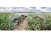Ferienhaus direkt am Inselsee in Alleinlage - DORNBUSCH