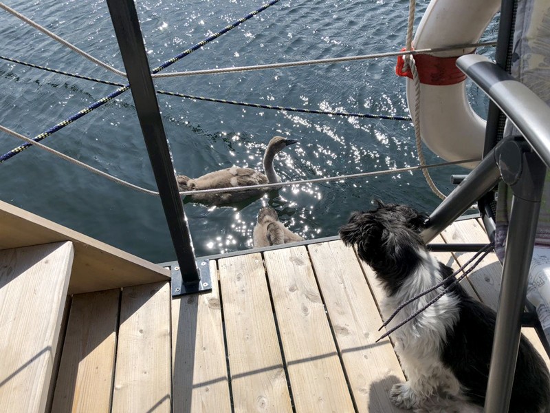 Hausboot Fehmarn mit Hund - "Fehmarn"
