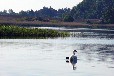 Uferhäuser auf Rügen im Naturhafen Gustow - Motorboot (optional)